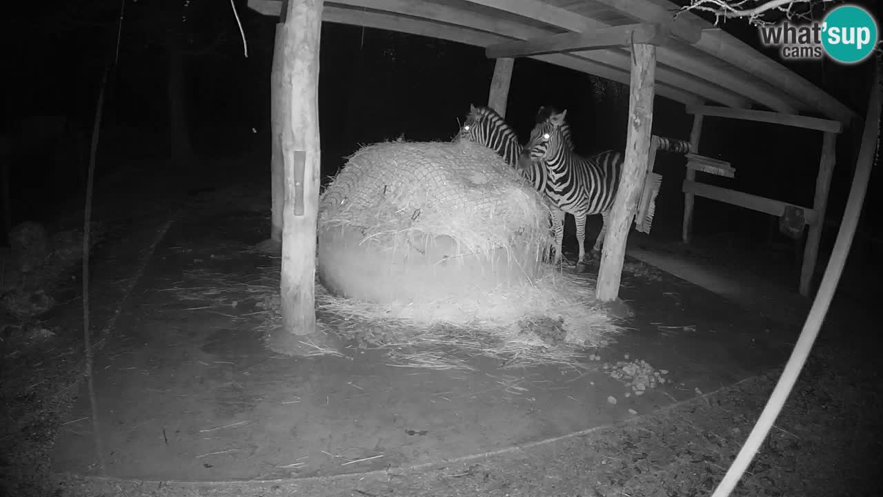 Web kamera uživo Zebras u ZOO Ljubljana – Slovenija