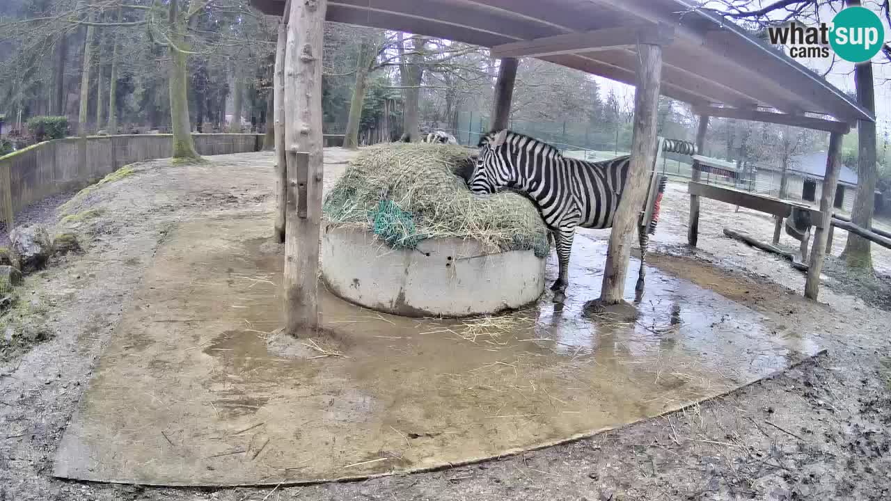 Web kamera uživo Zebras u ZOO Ljubljana – Slovenija