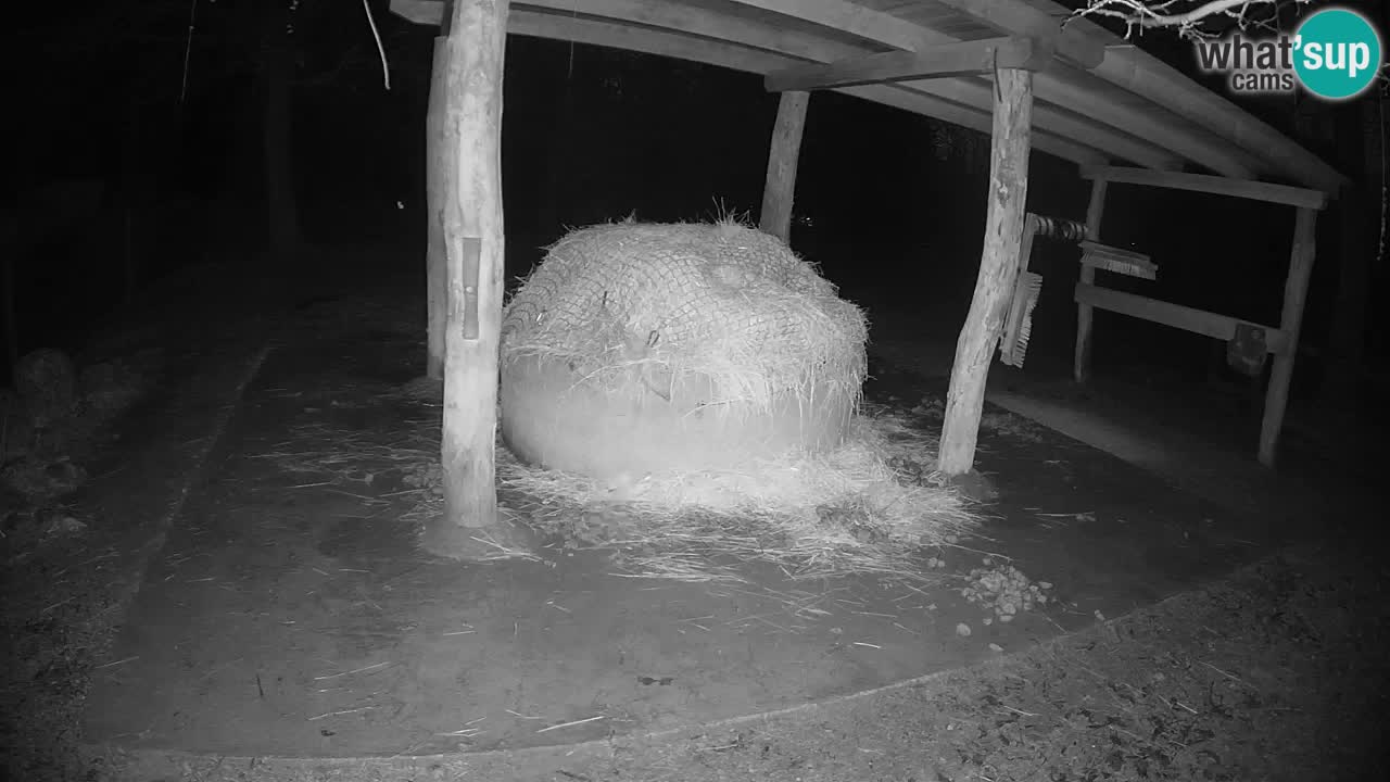 Live webcam Zebras in Ljubljana ZOO – Slovenia