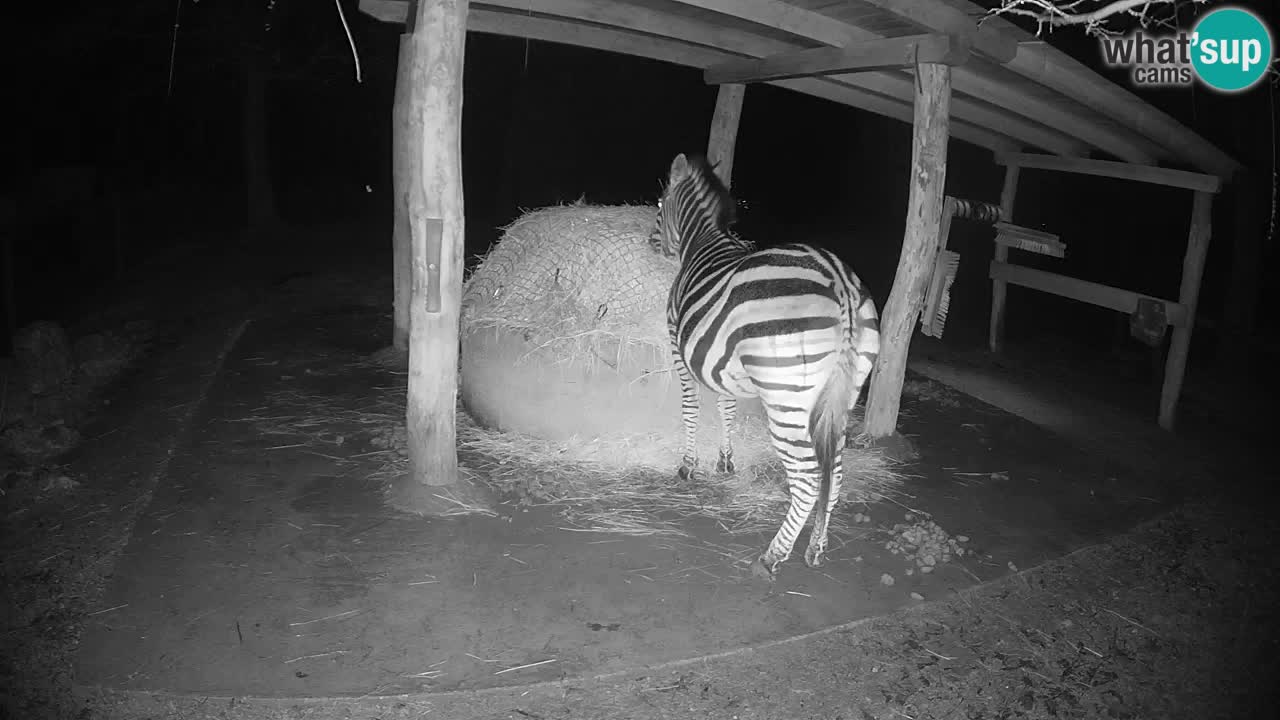 Live webcam Les zèbres in Ljubljana ZOO – Slovénie