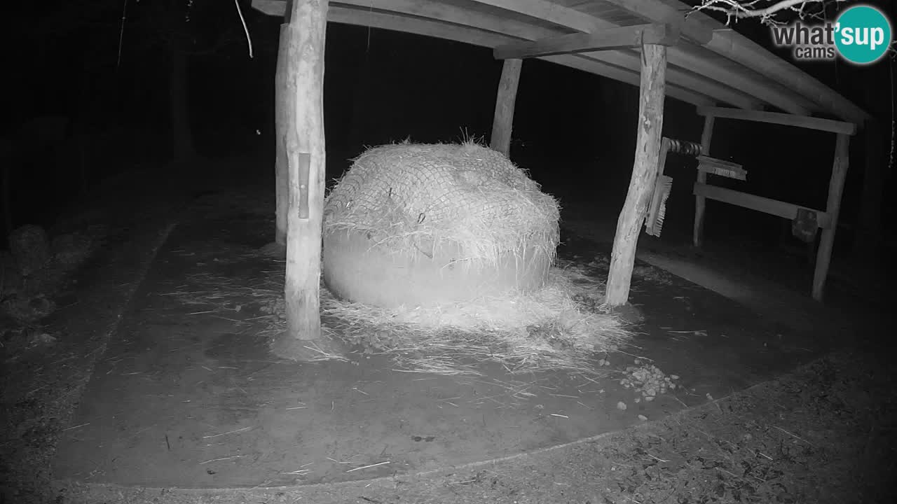 Camera en vivo Cebras in Ljubljana ZOO – Eslovenia