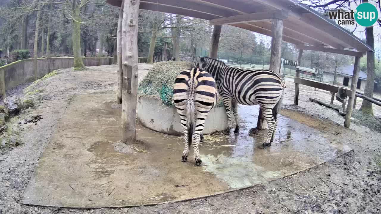Live webcam Les zèbres in Ljubljana ZOO – Slovénie