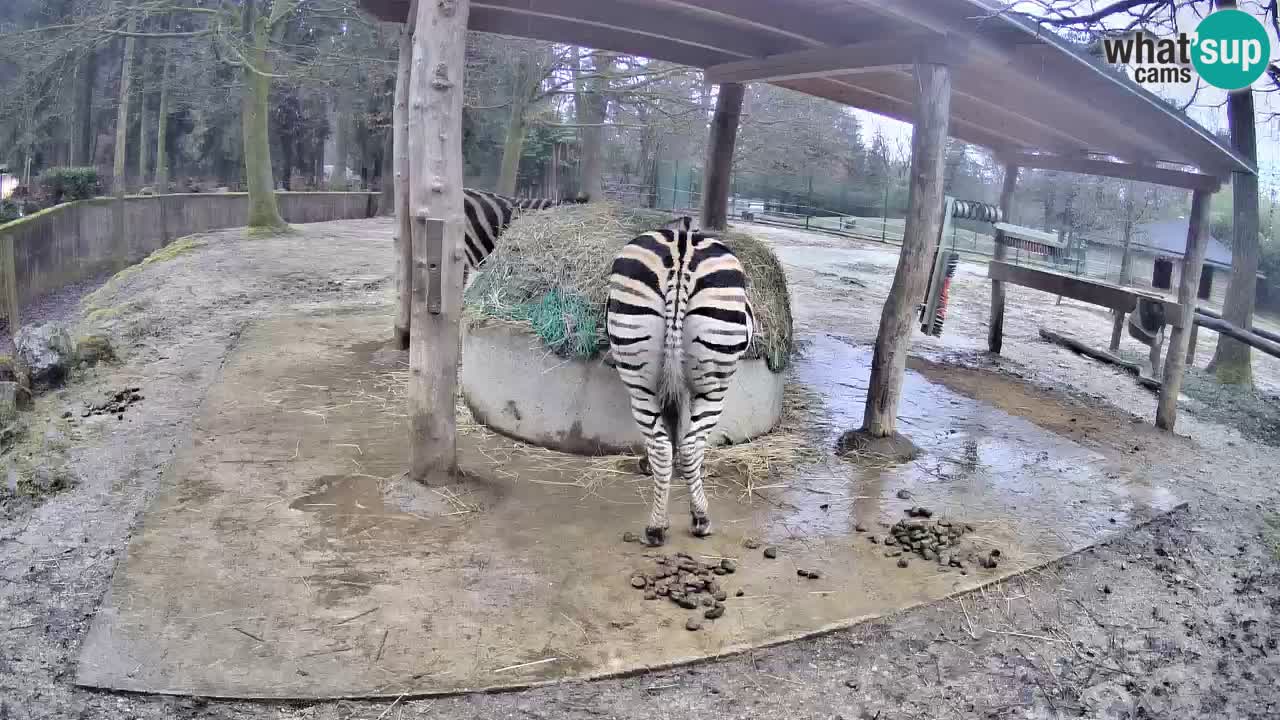 Camera en vivo Cebras in Ljubljana ZOO – Eslovenia