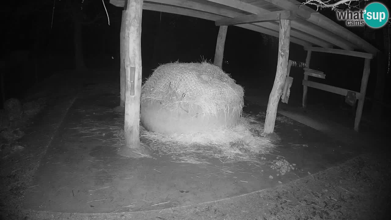 Live webcam Zebras in Ljubljana ZOO – Slovenia