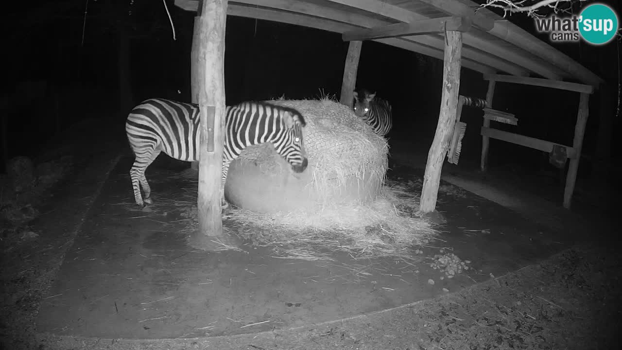 Le Zebre nello ZOO di Ljubljana – Slovenia Live webcam