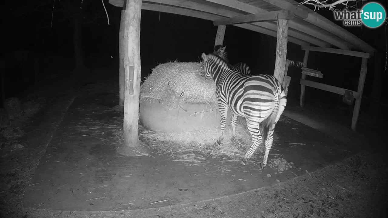 Le Zebre nello ZOO di Ljubljana – Slovenia Live webcam