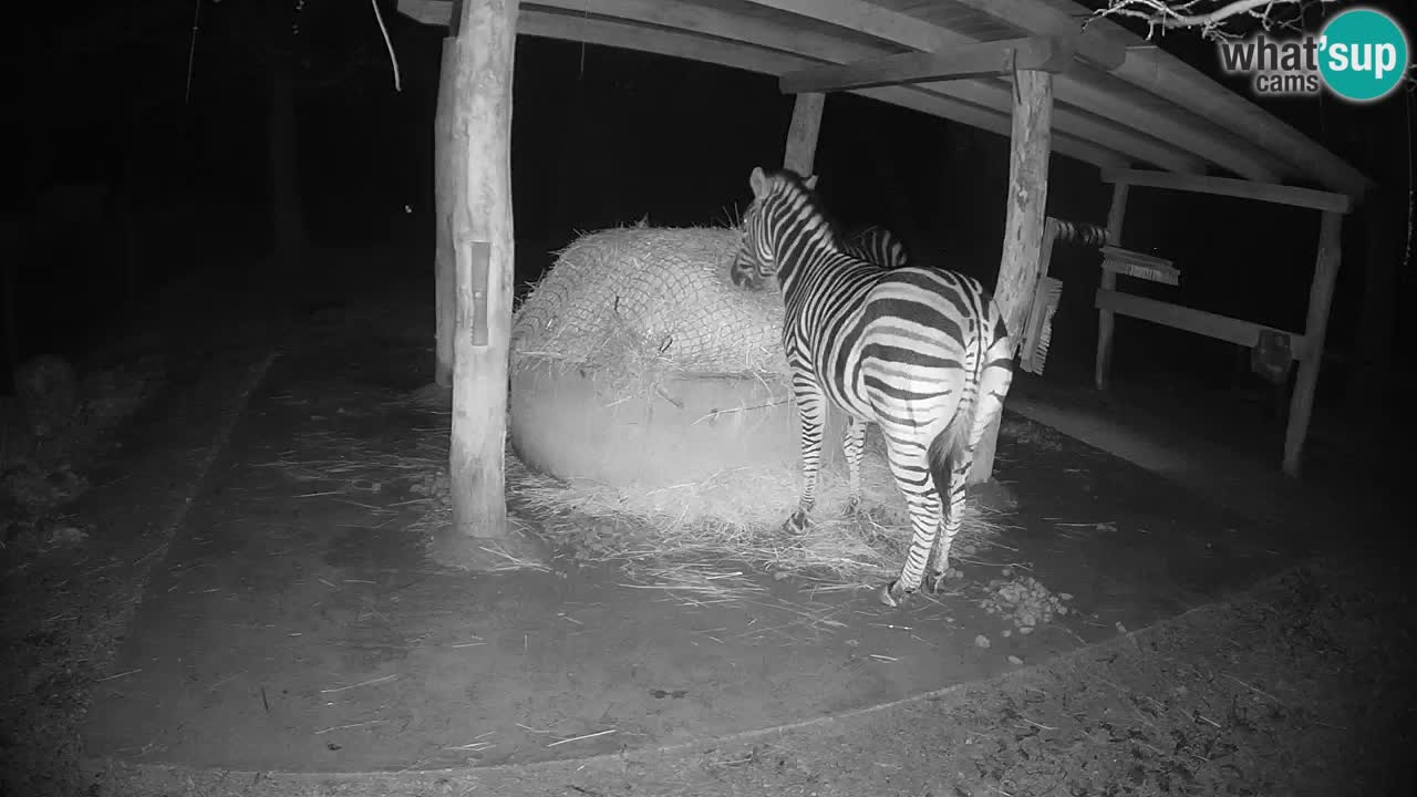 Le Zebre nello ZOO di Ljubljana – Slovenia Live webcam