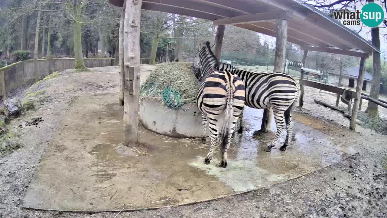 Live webcam Zebras in Ljubljana ZOO – Slovenia