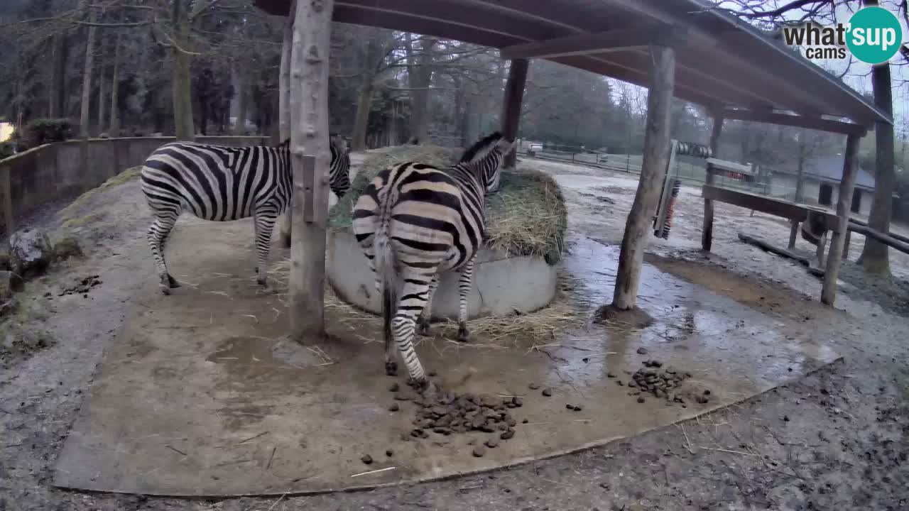 Web kamera uživo Zebras u ZOO Ljubljana – Slovenija