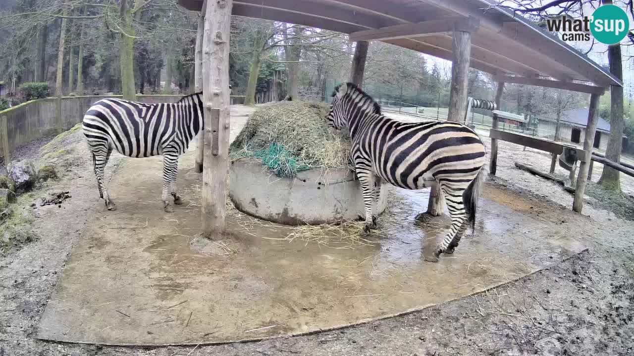Live webcam Zebras in Ljubljana ZOO – Slovenia