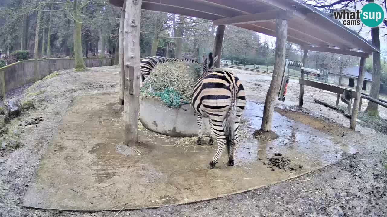 Le Zebre nello ZOO di Ljubljana – Slovenia Live webcam