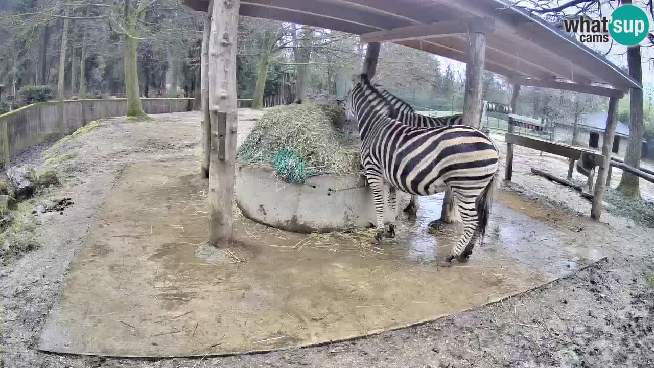 Zebre v živo v živalskem vrtu Ljubljana ZOO spletne kamere