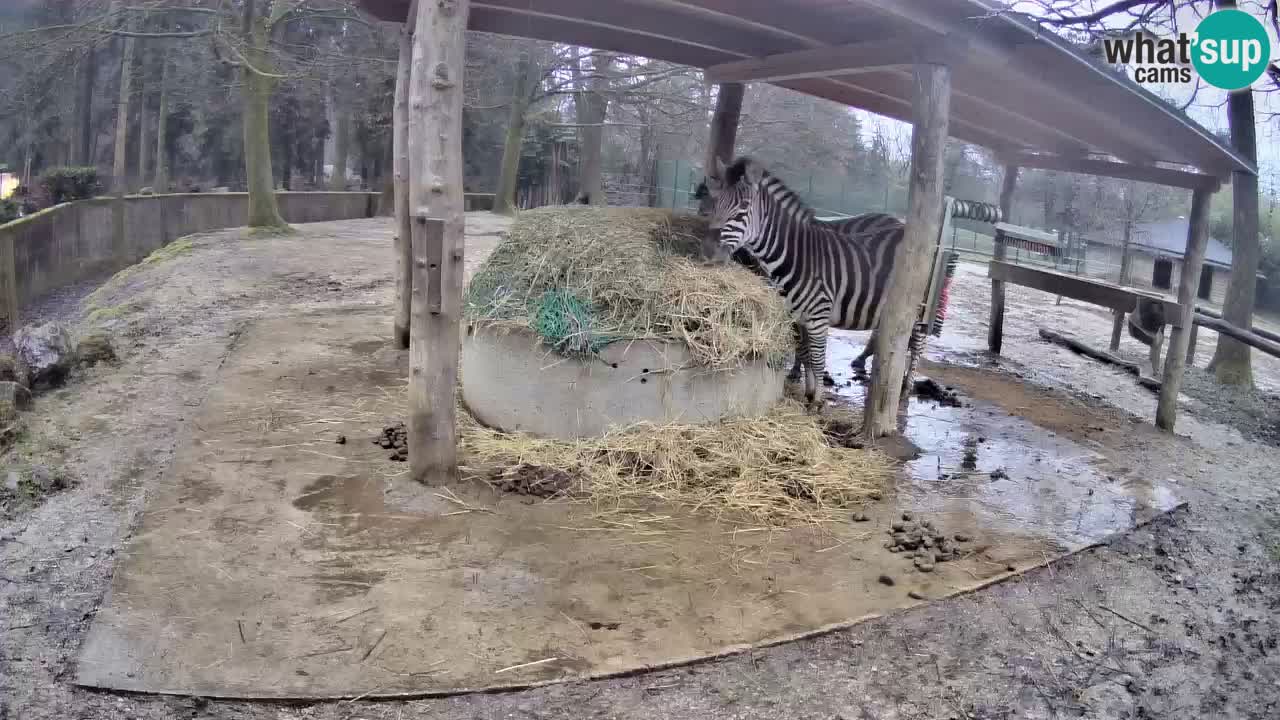 Live webcam Les zèbres in Ljubljana ZOO – Slovénie