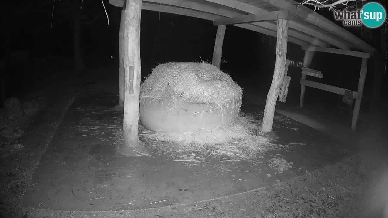 Live Webcam Zebras in Ljubljana ZOO – Slowenien