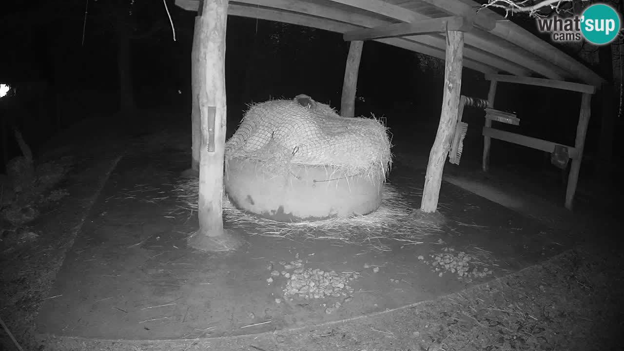 Camera en vivo Cebras in Ljubljana ZOO – Eslovenia