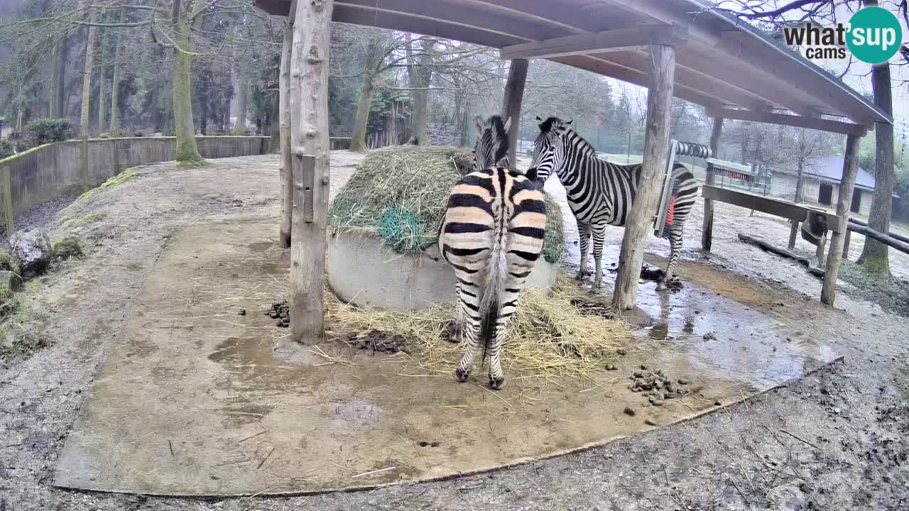 Zebre v živo v živalskem vrtu Ljubljana ZOO spletne kamere
