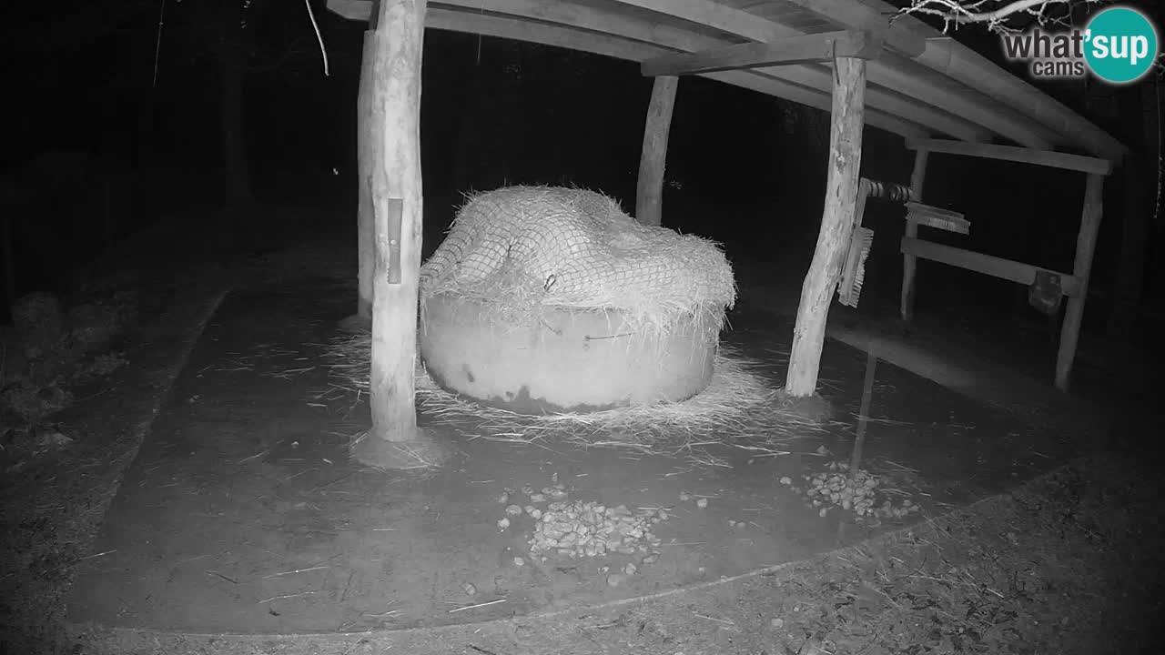 Live webcam Zebras in Ljubljana ZOO – Slovenia