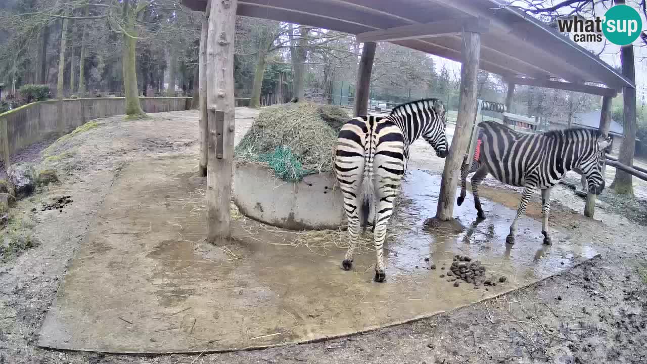 Live Webcam Zebras in Ljubljana ZOO – Slowenien