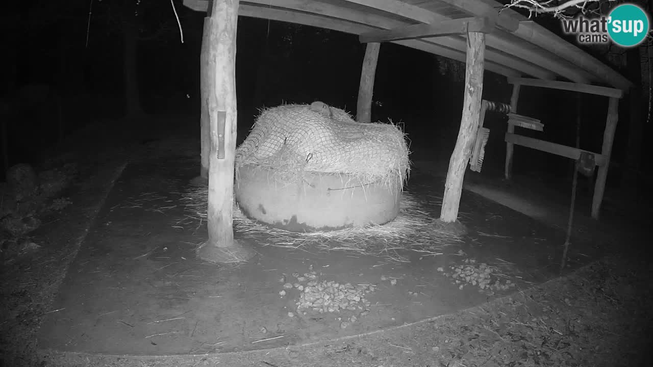 Live Webcam Zebras in Ljubljana ZOO – Slowenien