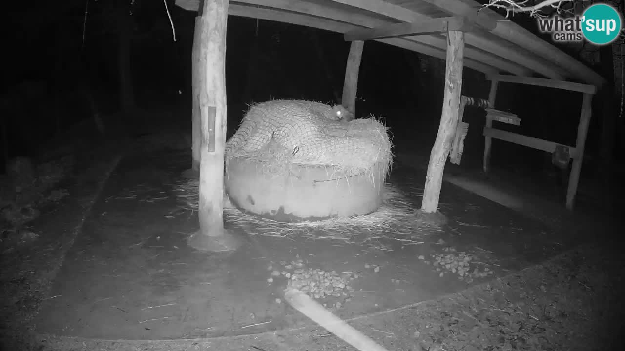 Live webcam Zebras in Ljubljana ZOO – Slovenia