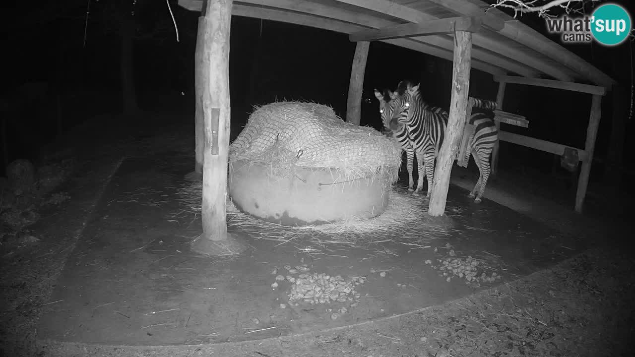 Camera en vivo Cebras in Ljubljana ZOO – Eslovenia