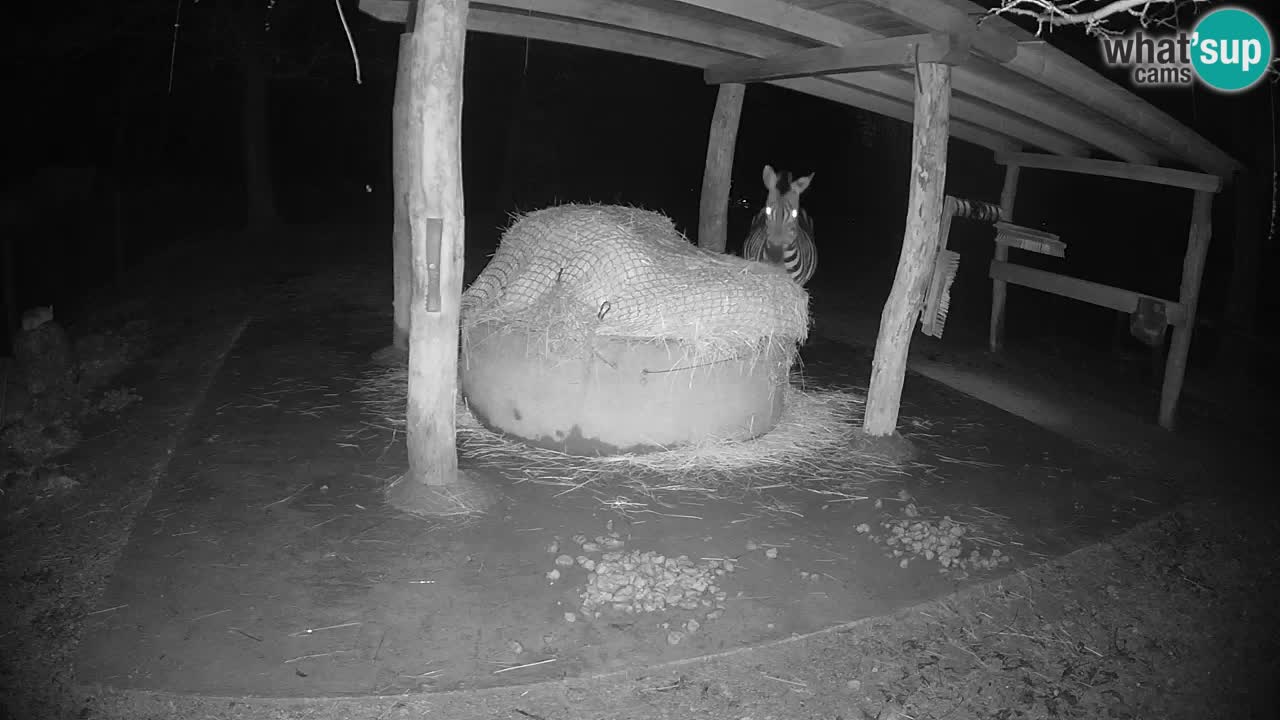 Live webcam Zebras in Ljubljana ZOO – Slovenia