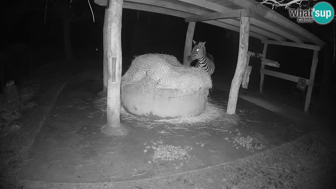 Live webcam Zebras in Ljubljana ZOO – Slovenia