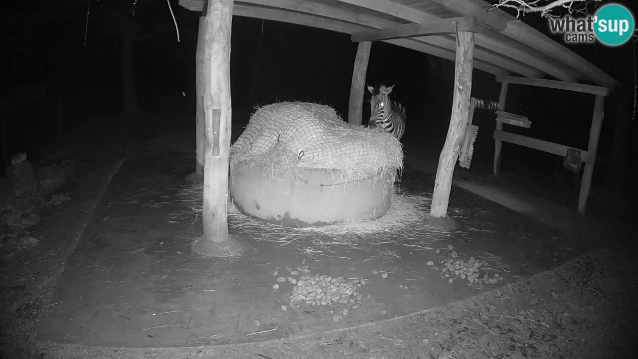 Camera en vivo Cebras in Ljubljana ZOO – Eslovenia