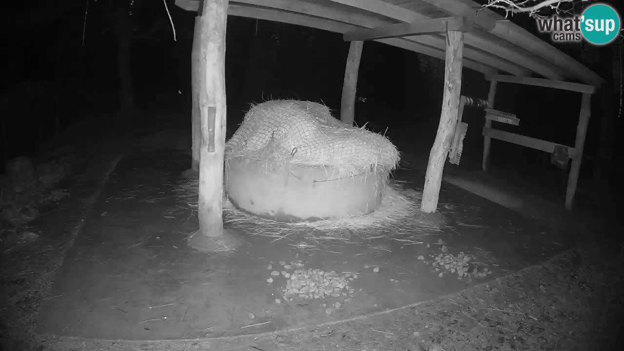 Live webcam Les zèbres in Ljubljana ZOO – Slovénie