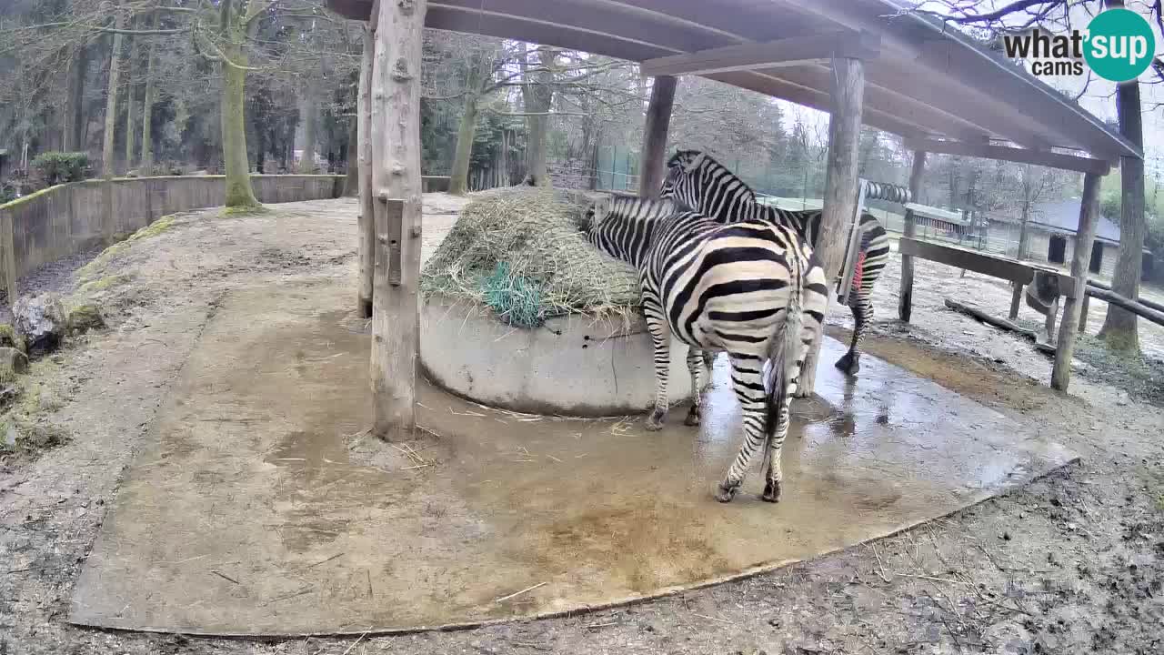 Camera en vivo Cebras in Ljubljana ZOO – Eslovenia