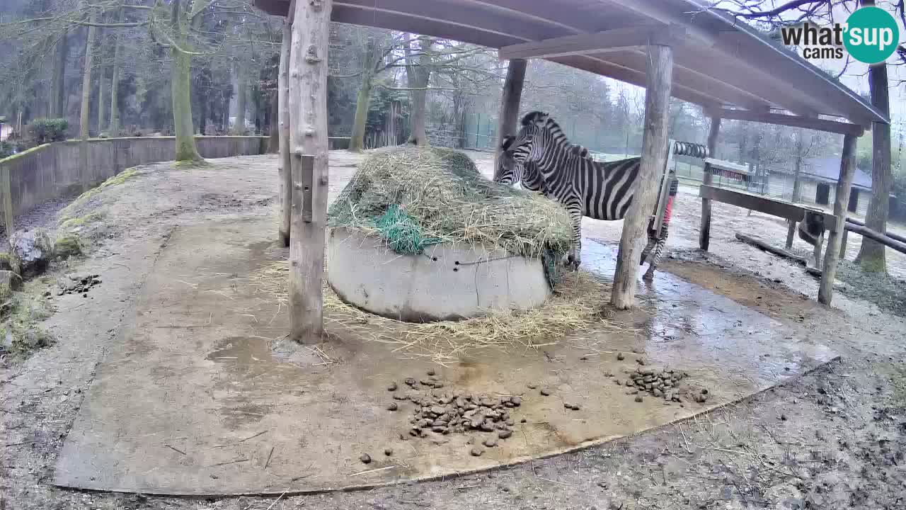 Web kamera uživo Zebras u ZOO Ljubljana – Slovenija