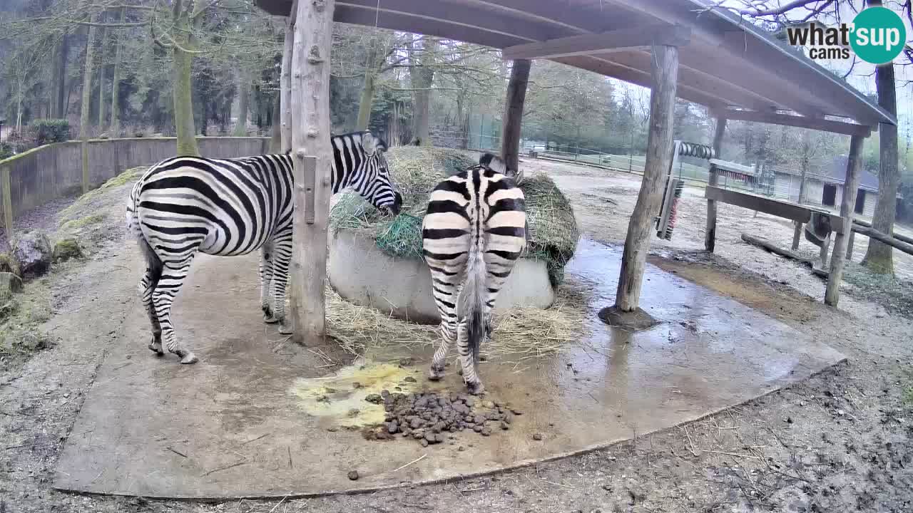 Live webcam Les zèbres in Ljubljana ZOO – Slovénie