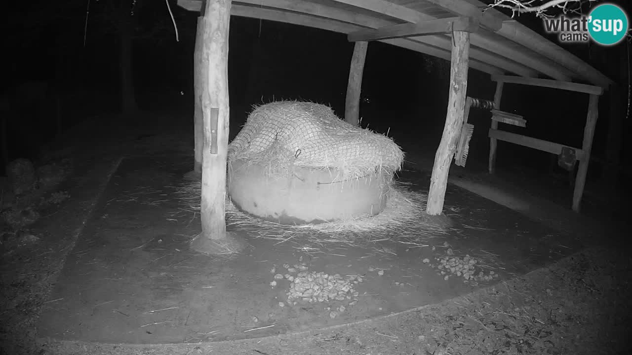 Le Zebre nello ZOO di Ljubljana – Slovenia Live webcam