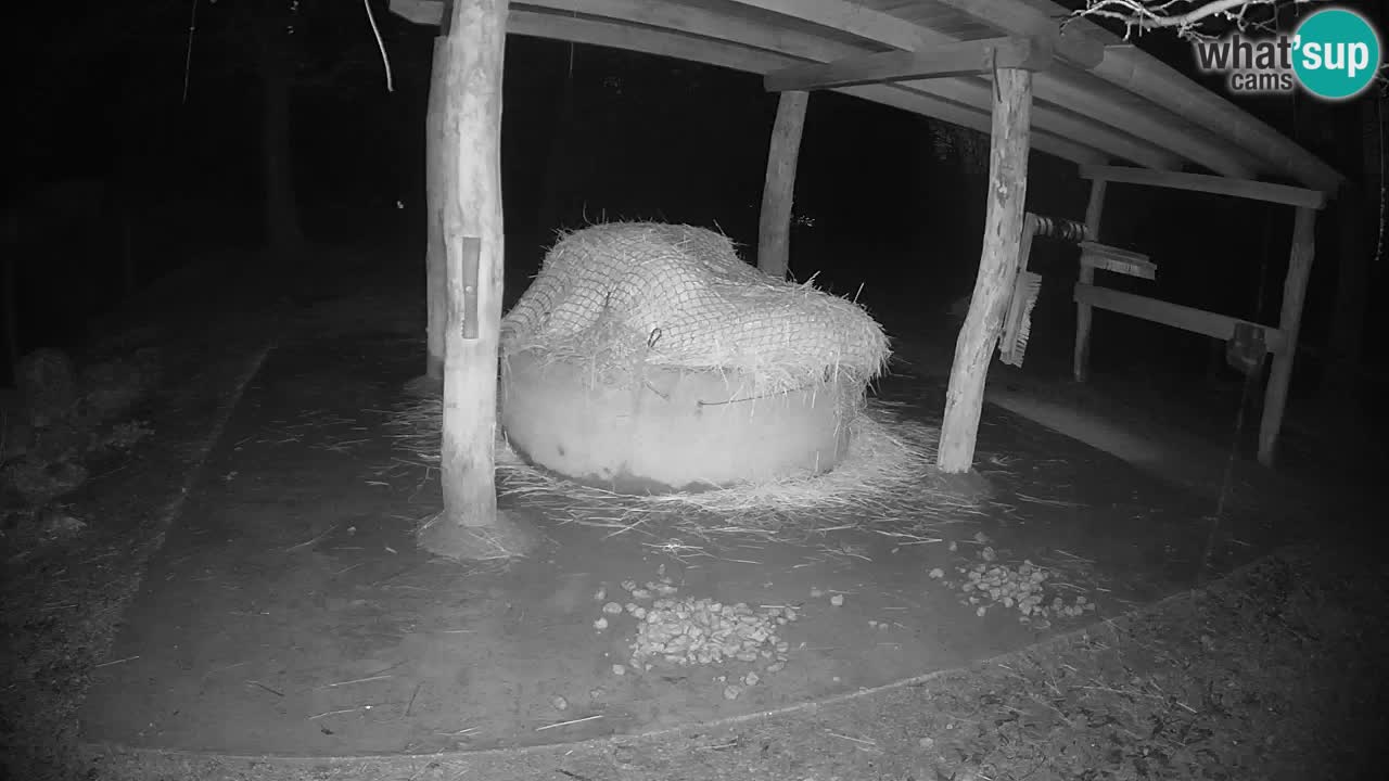 Camera en vivo Cebras in Ljubljana ZOO – Eslovenia