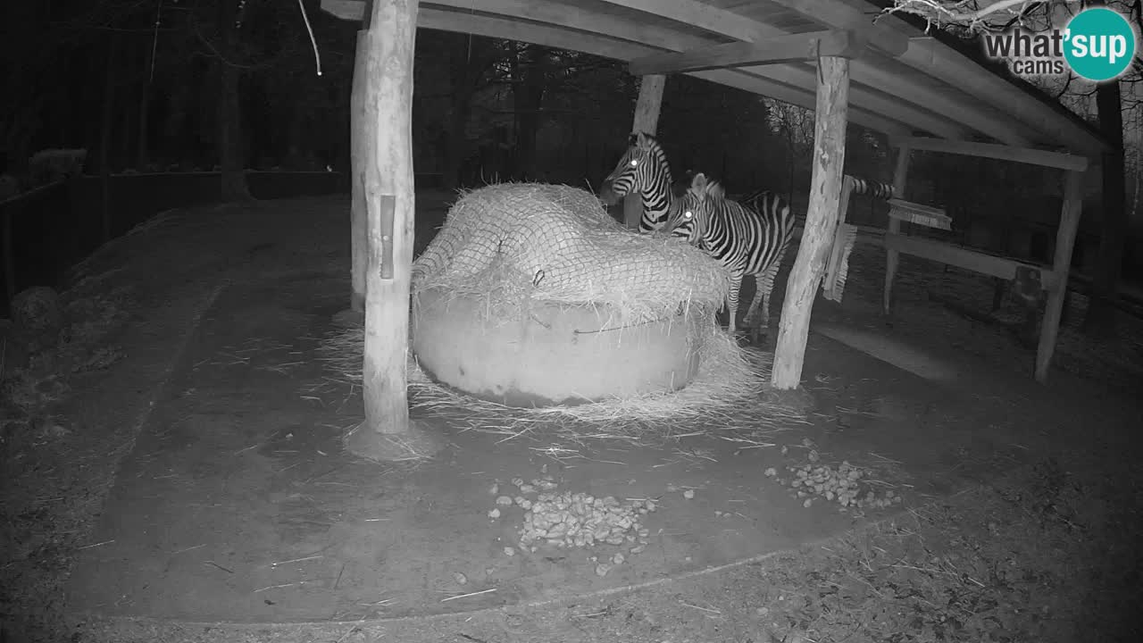 Live Webcam Zebras in Ljubljana ZOO – Slowenien