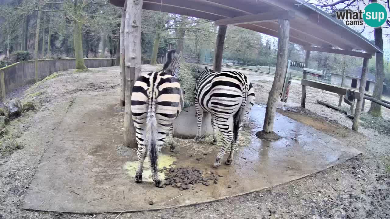 Camera en vivo Cebras in Ljubljana ZOO – Eslovenia