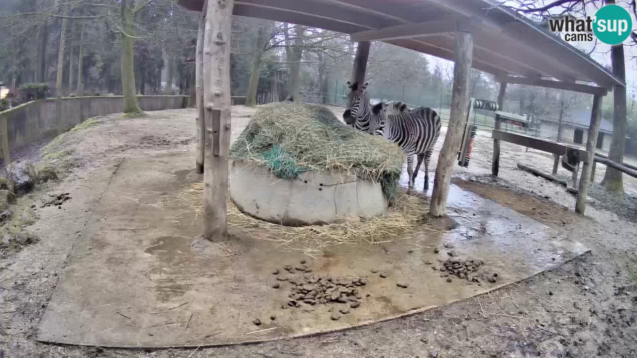 Live Webcam Zebras in Ljubljana ZOO – Slowenien