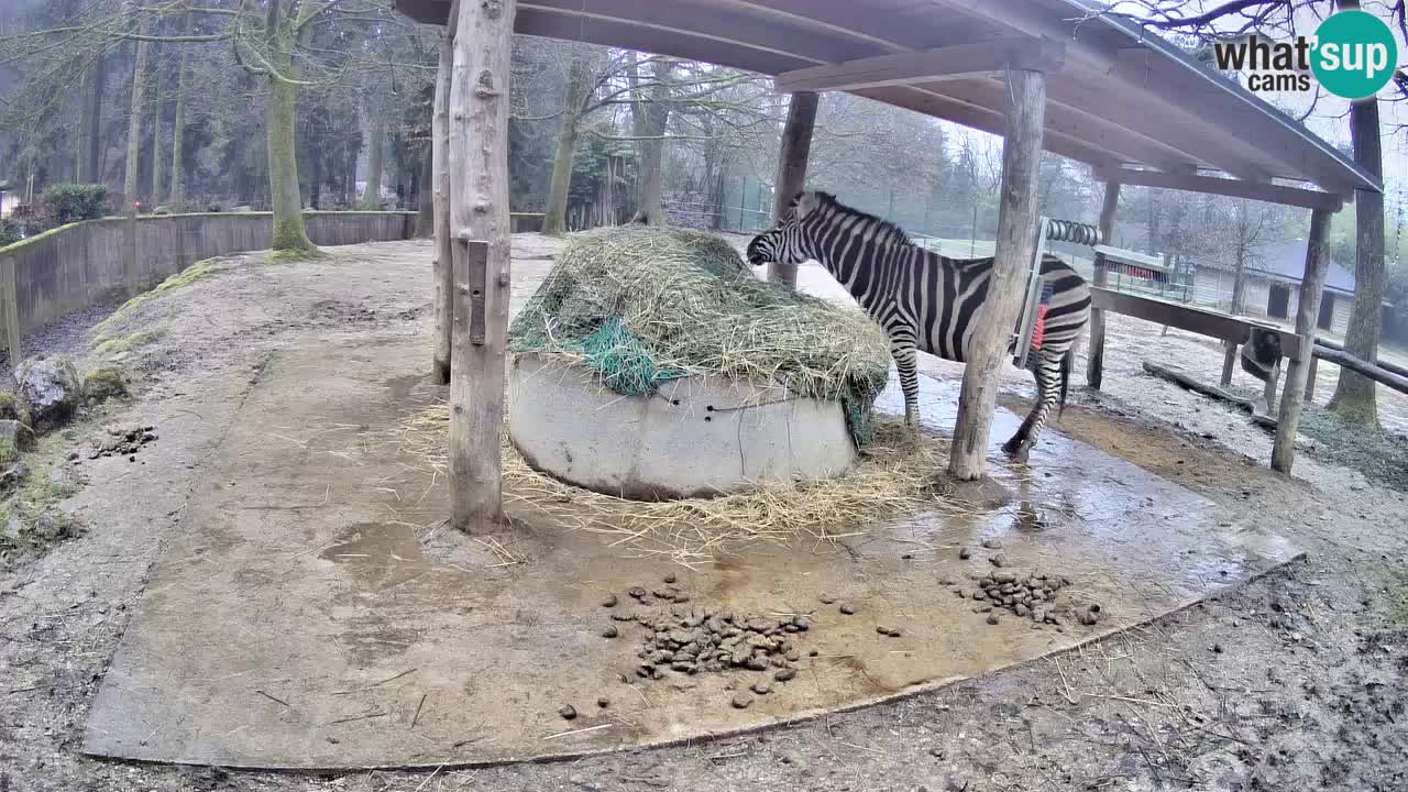 Web kamera uživo Zebras u ZOO Ljubljana – Slovenija