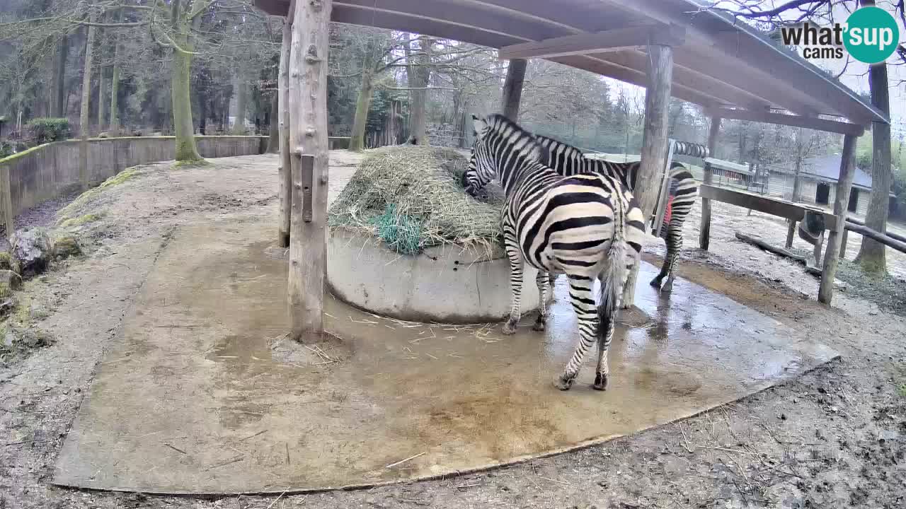 Camera en vivo Cebras in Ljubljana ZOO – Eslovenia