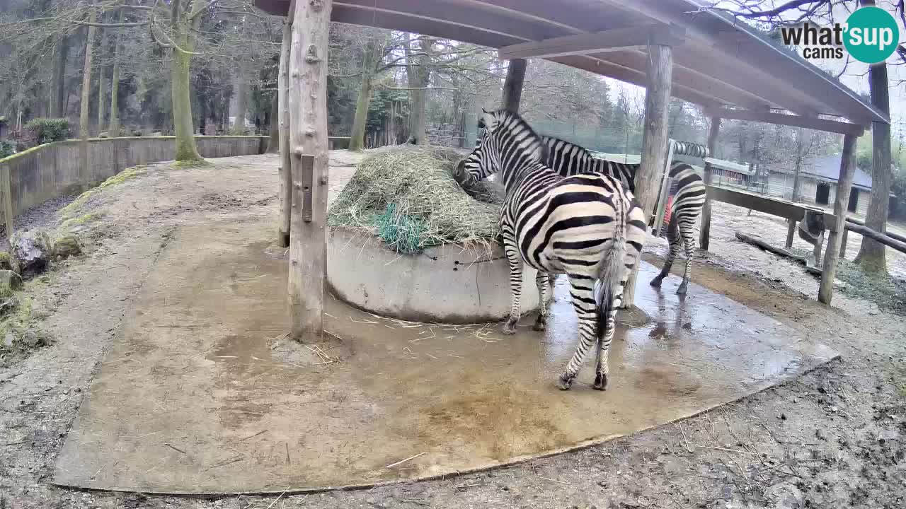 Web kamera uživo Zebras u ZOO Ljubljana – Slovenija