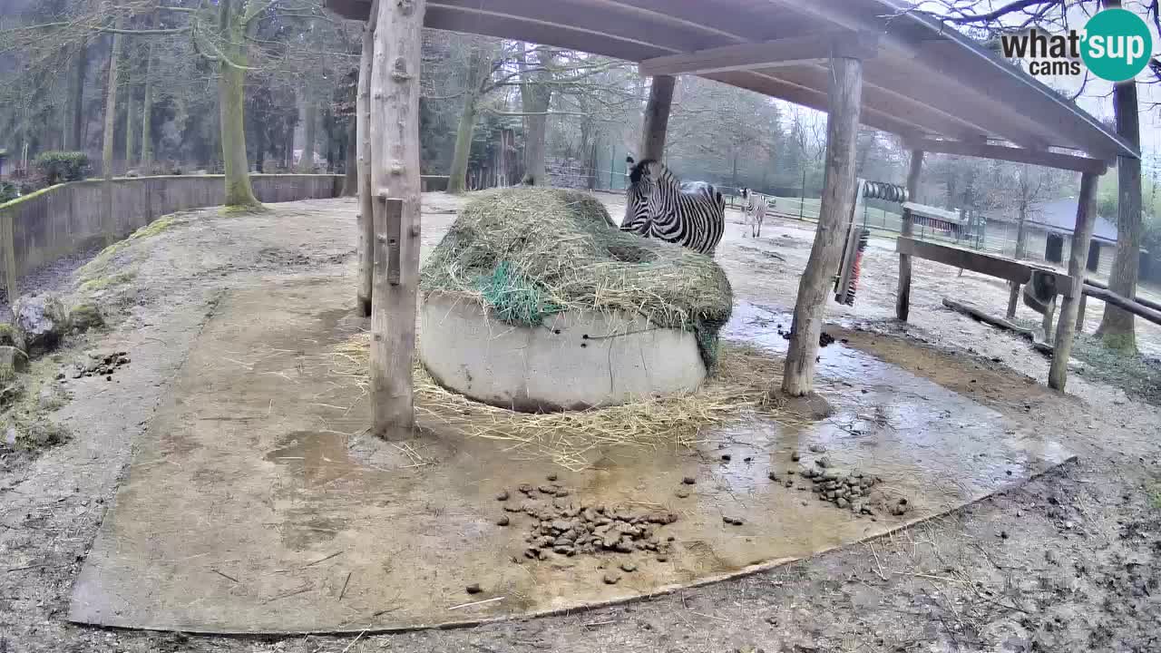 Le Zebre nello ZOO di Ljubljana – Slovenia Live webcam