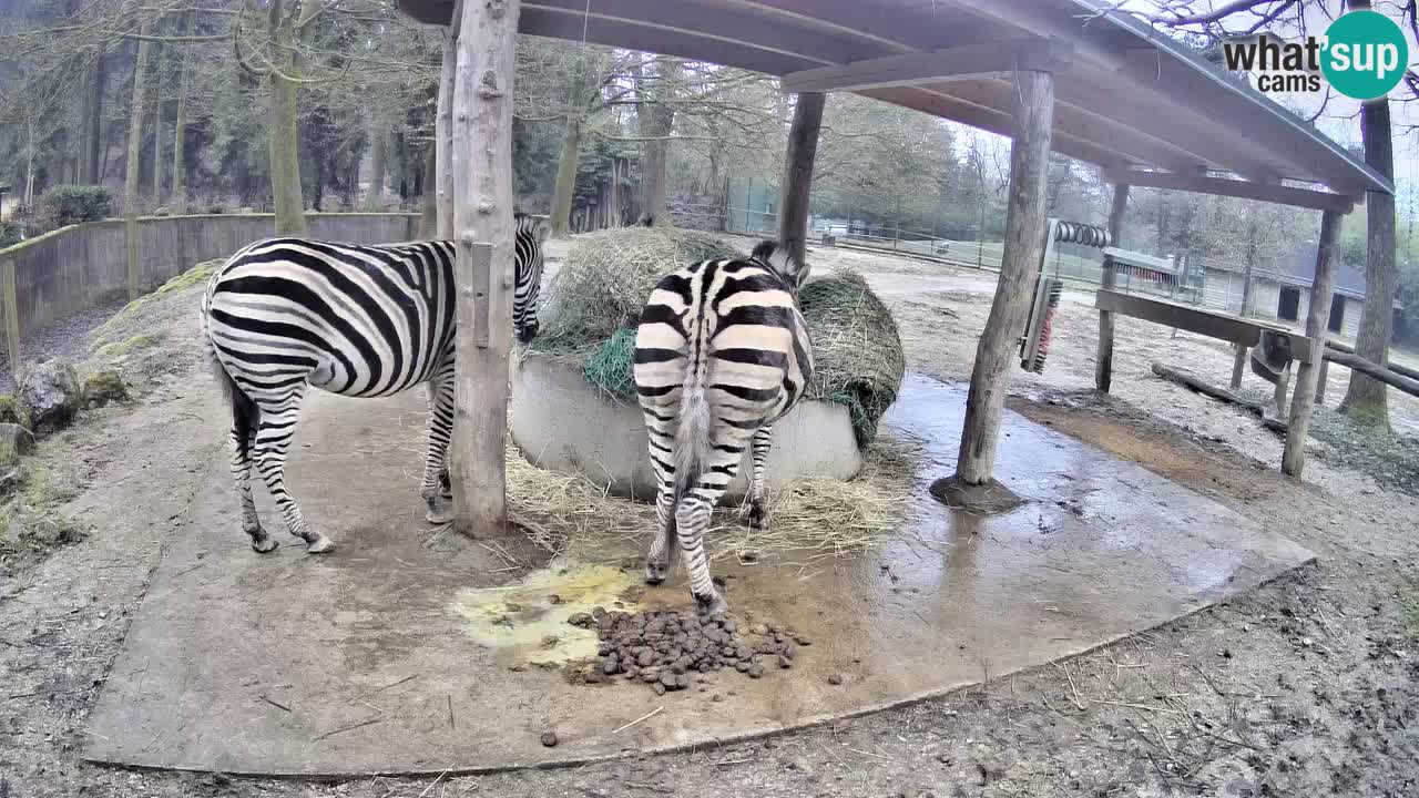 Le Zebre nello ZOO di Ljubljana – Slovenia Live webcam