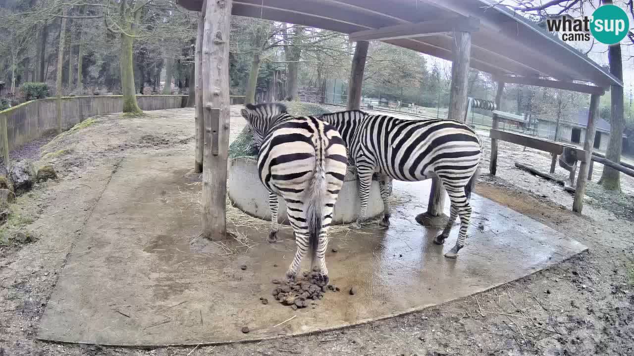 Web kamera uživo Zebras u ZOO Ljubljana – Slovenija
