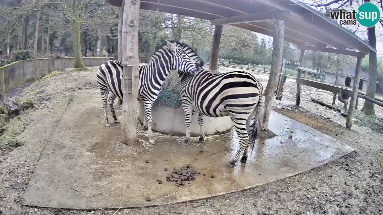 Live webcam Les zèbres in Ljubljana ZOO – Slovénie