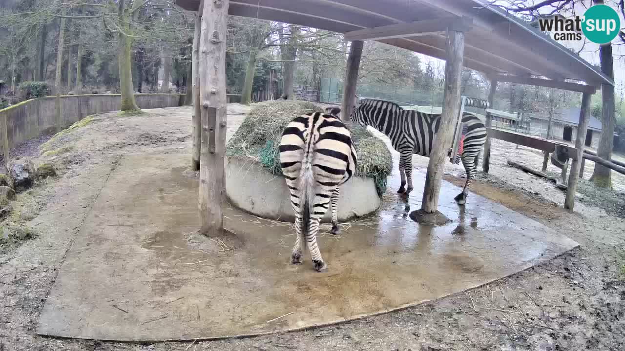 Camera en vivo Cebras in Ljubljana ZOO – Eslovenia