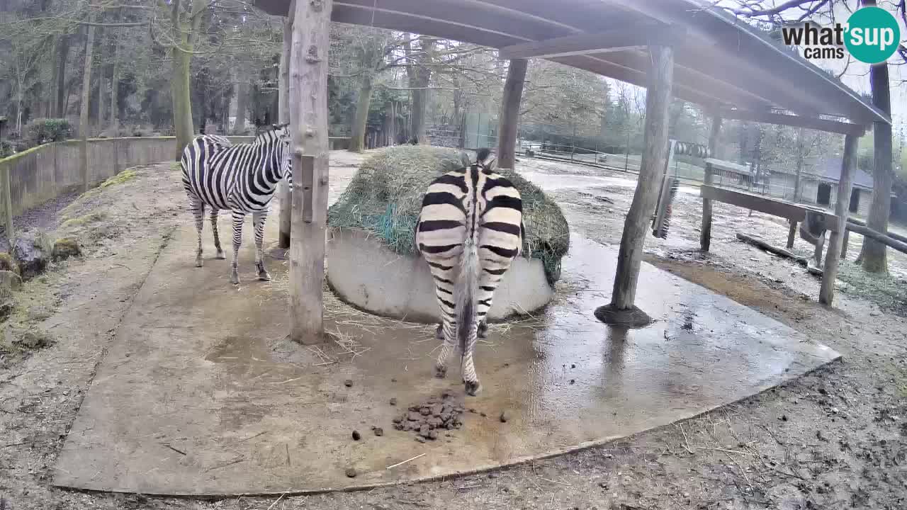 Le Zebre nello ZOO di Ljubljana – Slovenia Live webcam