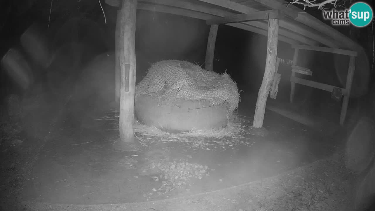 Live webcam Les zèbres in Ljubljana ZOO – Slovénie