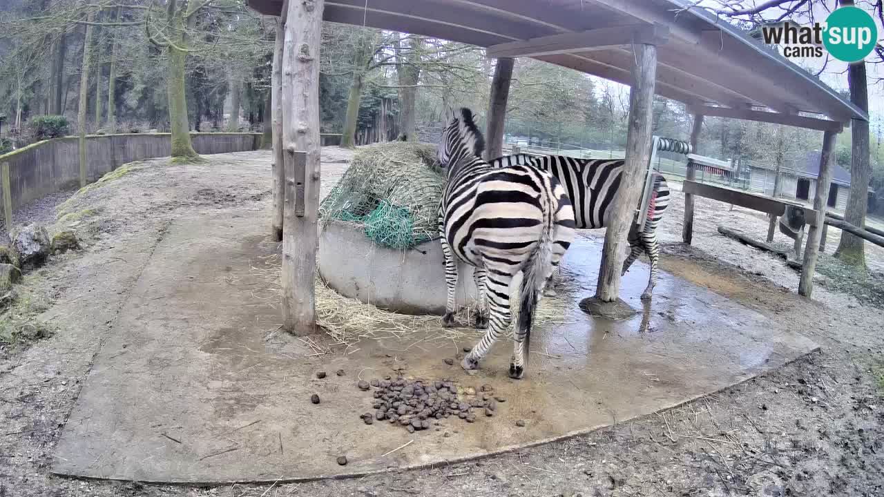 Camera en vivo Cebras in Ljubljana ZOO – Eslovenia