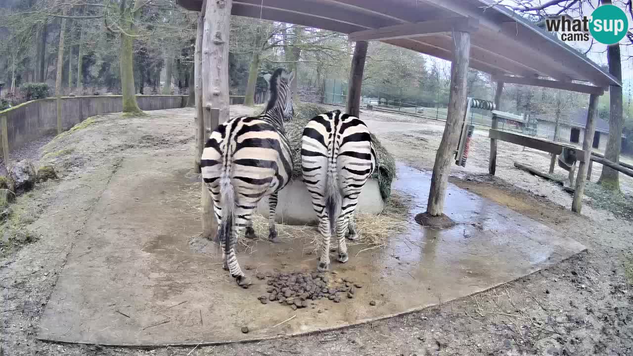 Le Zebre nello ZOO di Ljubljana – Slovenia Live webcam