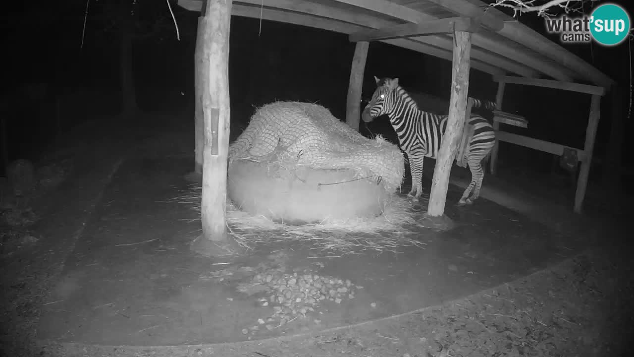 Camera en vivo Cebras in Ljubljana ZOO – Eslovenia